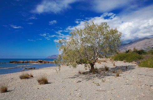 Tamarisk on the beach in Frangokastello on the Libyan Sea, in the back the Leka Ori or White