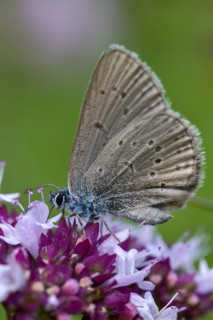 Glaucopsyche Alcon ssp. rebeli, glaucopsyche rebeli, cruciferous ant blue, maculinea rebeli,