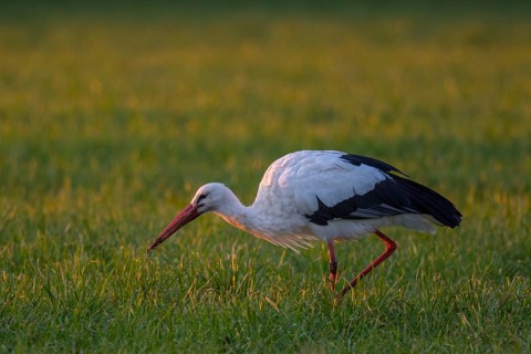 White Stork (Ciconia ciconia) foraging, North Rhine-Westphalia, Germany