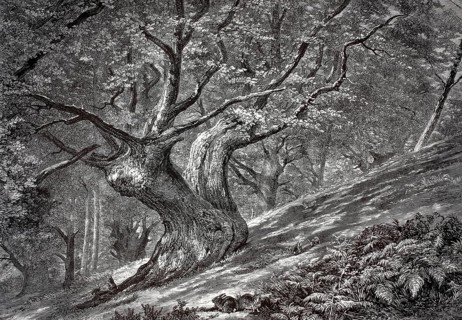 Distinctive trees, natural landmark, Coney Hill, Hayes Common, Kent. A distinctive, gnarled old oak