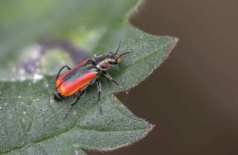 Malachius rubidus, black-red pointed beetle, beetle, coleoptera, insects, beetles