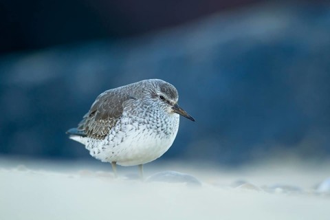 Red knot (Calidris canutus) adult wading bird in winter plumage on a beach, Norfolk, England,