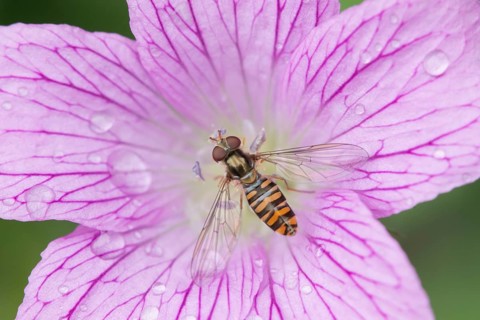 Common hoverfly (Eupeodes corollae) adult insect feeding on a garden Geranium flower in summer,