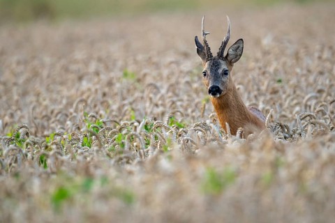 Roebuck (Capreolus capreolus) in wheat, Vechta, Lower Saxony, Germany