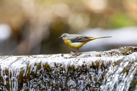 Grey wagtail (Motacilla cinerea) Germany