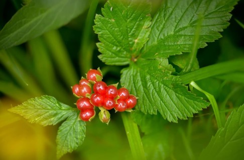 Rosaceae, rose family, rubus saxatilis, stone blackberry, flora, plants, plants, stone bramble