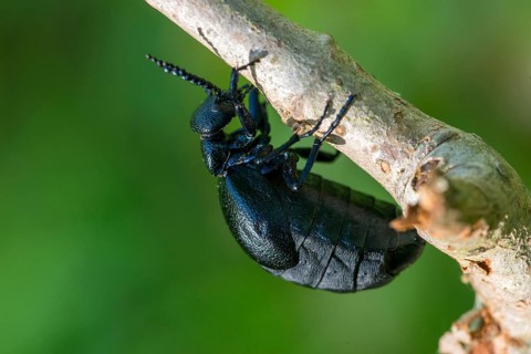 Blue mayworm, meloe cf violaceus, meloe violaceus, meloid beetle, violet oil beetle, purple oil