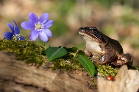 Agile frog, common hepatica, buttercup family, hepatica nobilis, liverwort, rana dalmatina,