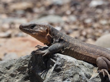 Side view of a Gran Canaria giant lizard (Gallotia stehlini) basking on a rock, Gran Canaria, Spain