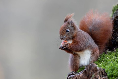 Hazelnuts are a special treat for our native squirrels (Sciurus vulgaris), sweet, cute, January,