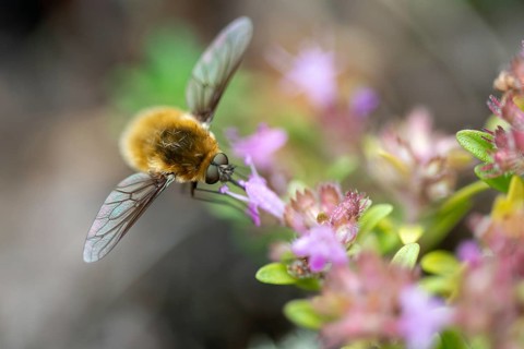 Grasshopper bee fly, small dry lawn swerver, Systoechus ctenopterus, dry lawn swatter, wool swatter