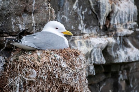 Black-legged Kittiwake, Black-legged Kittiwake, Norway, Rissa Tridactyla, Varanger, Birds,