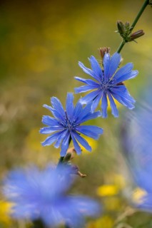 Asteraceae, cichorium intybus, common chicory, common chicory, daisy, chicory, flora, high size,