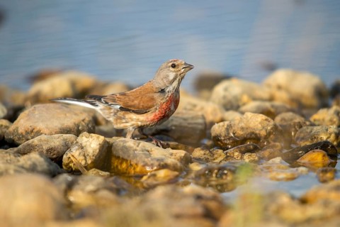 Acanthis cannabina, bloodbird, linaria cannabina, linnet, bath, bird bath, birds, hanfling,