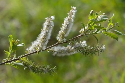 Hanging sage, kitten willow, palm willow, saal willow, salicaceae, salix caprea, willow, tree,