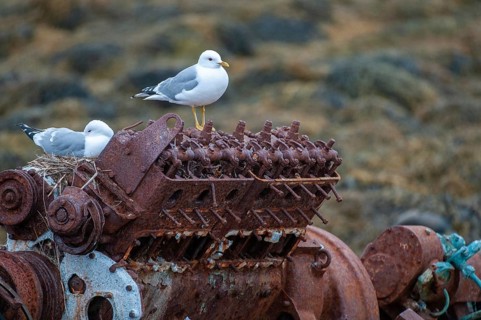 Common Gull, Larus Canus, Norway, Common Gull, Varanger, Birds, Breed, Brut, Charadriiformes,