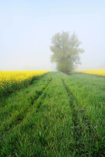 White willow (Salix alba) and a field of flowering rapeseed (Brassica napus) in the morning mist,