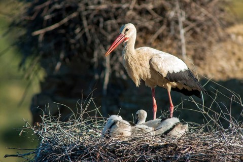 Ciconia ciconia, white stork, birds, ciconiiformes, extremadura, nest, walking birds, Spain, wading