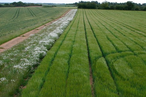 Oxeye daisy (Leucanthemum vulgare) flowering in a farmland wildflower margin in summer, Suffolk,