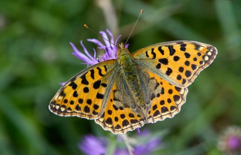 Argynnis Lathonia, Issoria Lathonia, little mother-of-pearl butterfly, queen of Spain fritillary,
