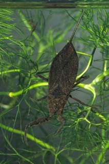 Nepa cinerea, water scorpion, aquatic, high size, portrait format, insects, bugs, water bugs