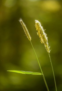 Alopecurus pratensis, meadow foxtail, flora, high size, portrait format, plants, plants