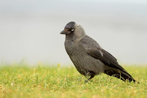 Jackdaw (Coloeus monedula) in a meadow, Norderney, North Sea, East Frisian Islands, Lower Saxony,