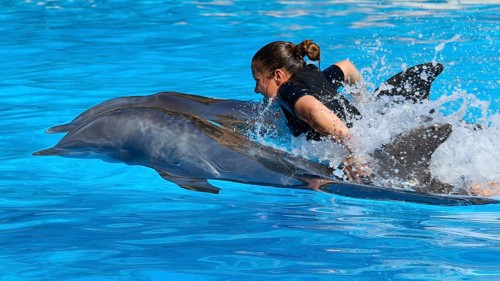A woman is quickly pulled through the water by two dolphins, dolphin, dolphin (Delphinidae),