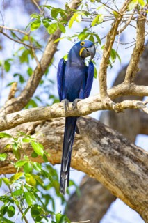 Hyacinth Macaw (Anodorhynchus hyacinthinus) Pantanal Brazil
