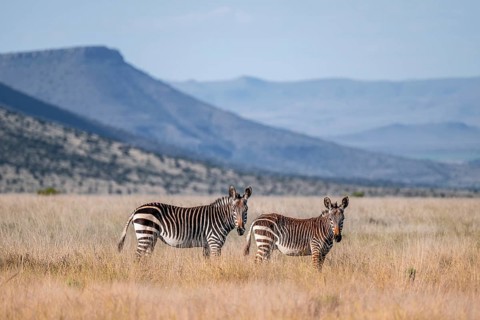 Two Cape Mountain Zebra (Equus zebra zebra), adult animal, Mountain Zebra National Park, Eastern