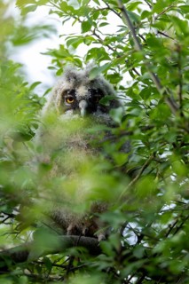 An owl chick is perched amongst the leaves of a tree, peering out curiously, Long-eared Owl (Asio