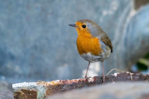 Erithacus rubecula, robin, robins, birds, passeri, songbirds, birds
