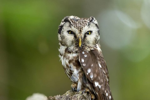 A close-up of an owl perched on a tree stump with a calm expression, Tengmalm's owl (Aegolius