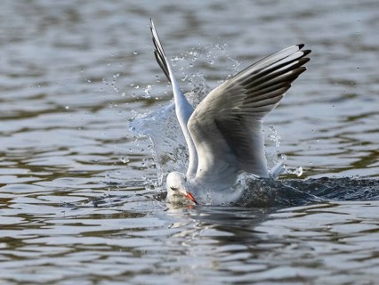 A black-headed gull dives into water, Ümminger See, Bochum, Ruhrpott, North Rhine-Westphalia,