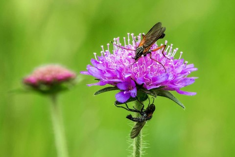 Field scabious (Knautia arvensis) with dance flies (Empididae), close-up, Fellhorn, Oberstdorf,