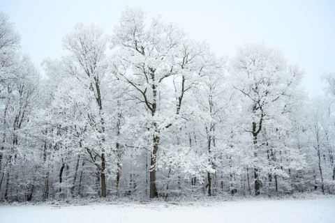 English oaks (Quercus robur) covered in hoarfrost and snow in winter, North Rhine-Westphalia,