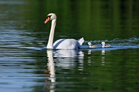 Mute swan (Cygnus olor), male with two chicks swimming in Lake Zug, Canton Zug, Switzerland