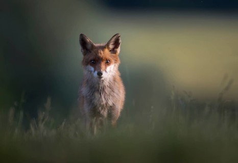 Red fox (Vulpes vulpes), mother watching intently, Zurich, Switzerland