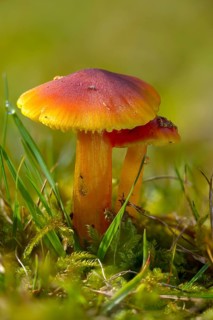 Hygrocybe conica, hygrocybe conica agg, conical sapling, blackening sapling, blackening waxcap,