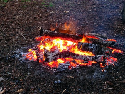 Open campfire, burning logs and glowing ash, forest floor, Scotland, Great Britain