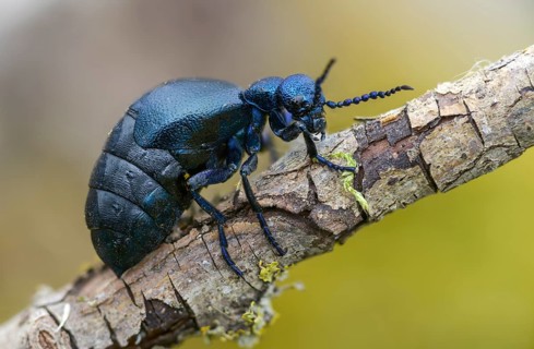 Blue mayworm, mayworm, meloe cf violaceus, meloe violaceus, meloid beetle, purple oil beetle,