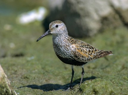 Alpine sandpipers, Calidris alpina, Dunlin, birds, breeding plumage, charadriiformes, leo,