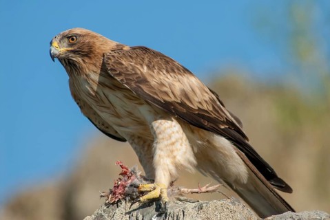 Accipitriformes, Booted Eagle, Hieraaetus Pennatus, Dwarf Eagle, Birds, Eagles, Extremadura,