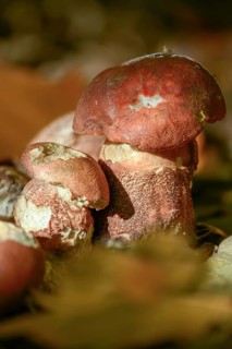 Aspen redcap, deciduous forest redcap, leccinum albostipitatum, leccinum aurantiacum, leccinum
