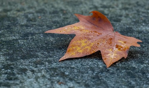 A single maple leaf lies on a grey stone floor in autumn, North Rhine-Westphalia, Germany