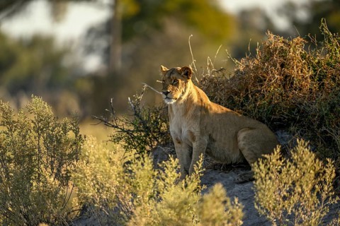 Lioness (Panthera leo) near Atzaró Camp, Okavango Delta, North-West District, Botswana
