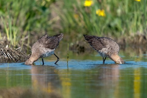 Black-tailed godwit, limosa limosa, birds, charadriiformes, limikolen, snipe birds, scolopacidae,