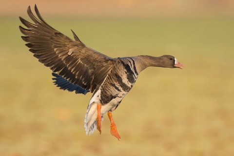 Greater White-fronted Goose (Anser albifrons) flying, North Rhine-Westphalia, Germany