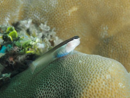 A small blenny, the Banda crested blenny (Ecsenius bandanus), is perched on a piece of coral in the