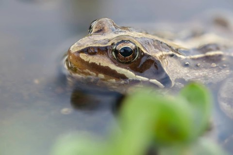 Moor frog, moor frog, rana arvalis, amphibians, amphibians, frog, frogs, amphibians